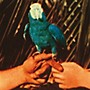 ALLIANCE Andrew Bird - Are You Serious