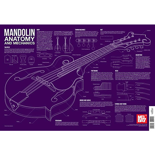 Mandolin Anatomy and Mechanics Wall Chart