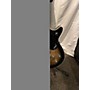 Used Gretsch Guitars Used Gretsch Guitars G5260 BRISTOL FOG Solid Body Electric Guitar BRISTOL FOG